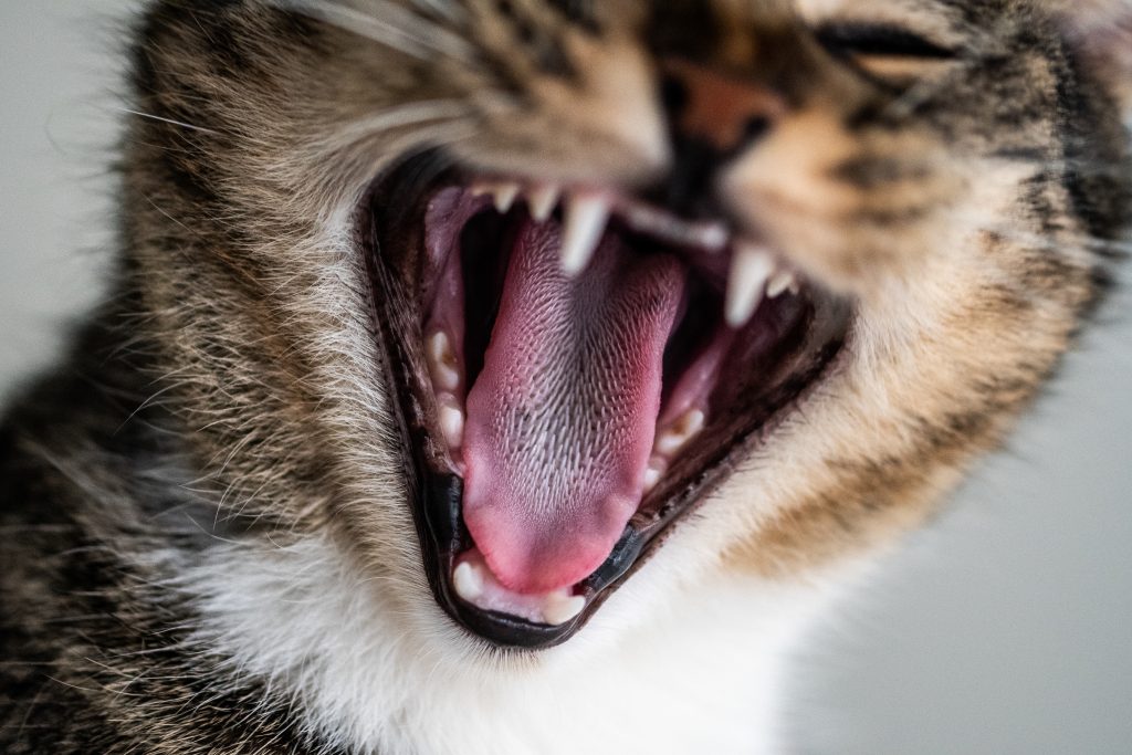 Zahnbehandlung Katze
Zähen Katze