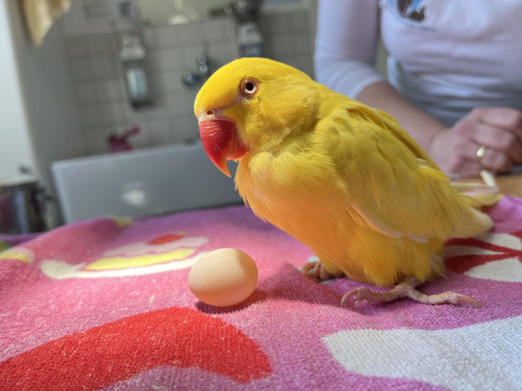 kleintierpraxis-stein-vogel-medizin-spezialist