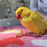 kleintierpraxis-stein-vogel-medizin-spezialist